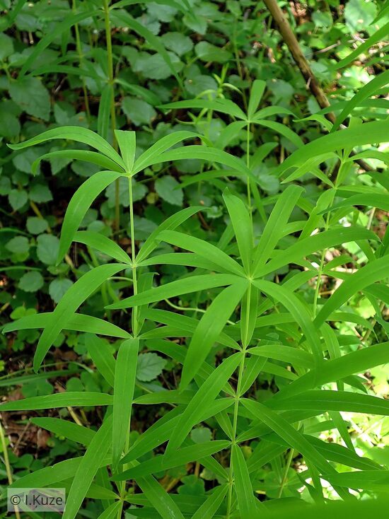Polygonatum verticillatum